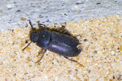 Blapstinus