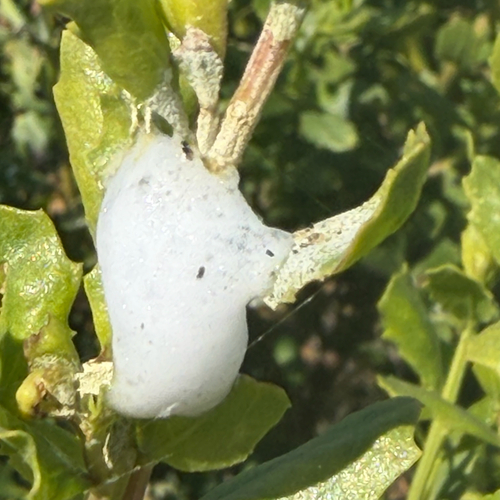 iNaturalist observation photo of Clastoptera lineatocollis
