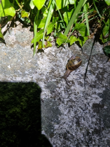 Cornu aspersum