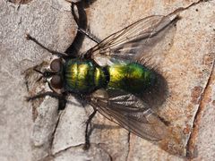 Gymnocheta viridis