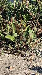 Limonium californicum