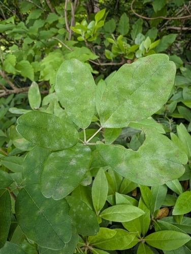 Erysiphe akebiae