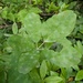 Erysiphe akebiae