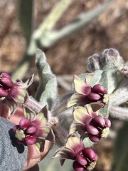 author not stated, no rights reserved Asclepias californica, photograph author not stated, no rights reserved
