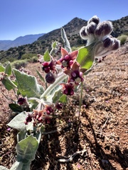 author not stated, no rights reserved Asclepias californica, photograph author not stated, no rights reserved