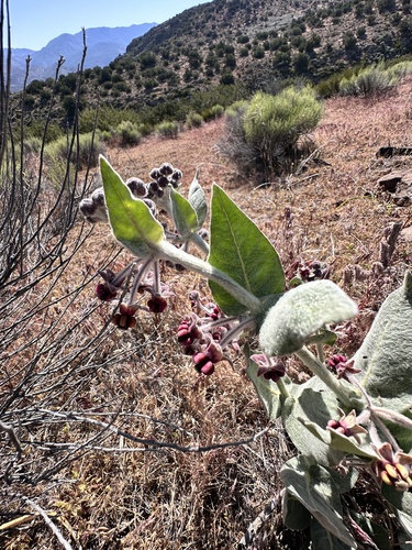 Asclepias californica, photograph 4