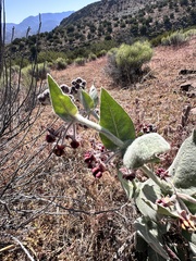 author not stated, no rights reserved Asclepias californica, photograph author not stated, no rights reserved