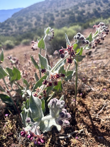 Asclepias californica, photograph 5