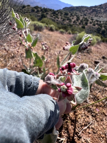 Asclepias californica, photograph 6