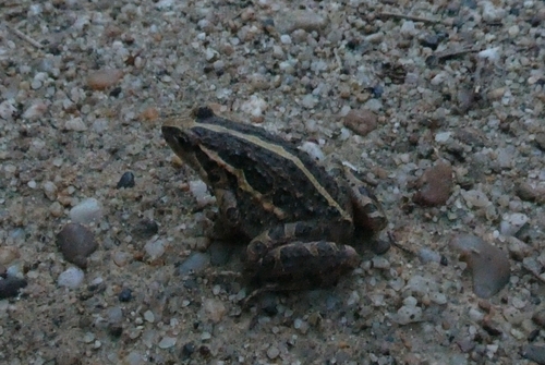 Mediterranean Painted Frog, 17486 Castelló d'Empúries, Girona, Spain, photo 9 of 10
