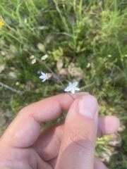 Lithophragma heterophyllum