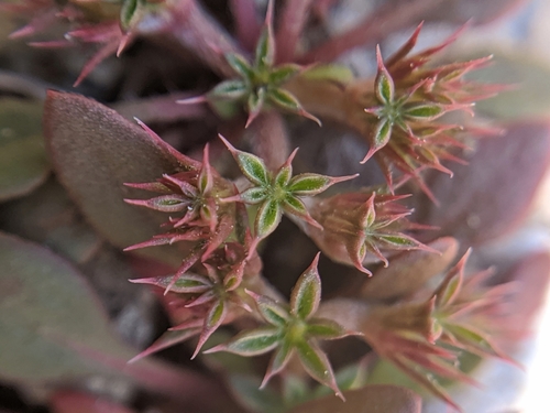 Image of Irish Hills Spineflower (Chorizanthe aphanantha) by no rights reserved