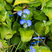 Commelina benghalensis - Photo (c) BJ Stacey, algunos derechos reservados (CC BY-NC), subido por BJ Stacey