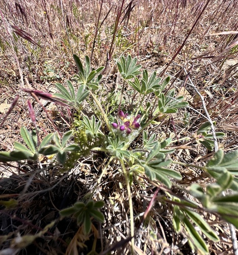 Lupinus concinnus, photograph 4