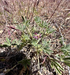 Lupinus concinnus, photograph author not stated, no rights reserved