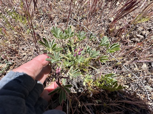 Lupinus concinnus, photograph 5