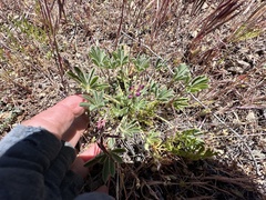 Lupinus concinnus, photograph author not stated, no rights reserved