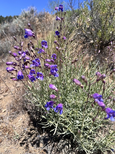 Penstemon incertus, photograph 2
