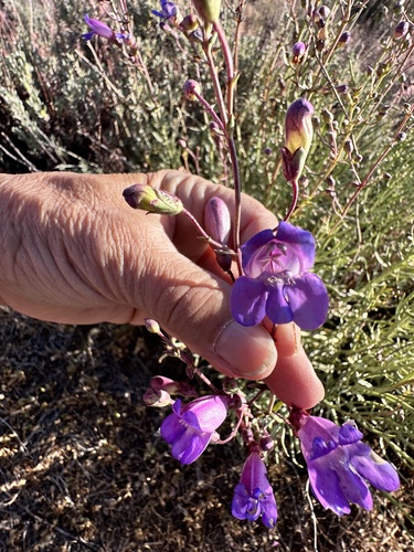 Penstemon incertus, photograph 3