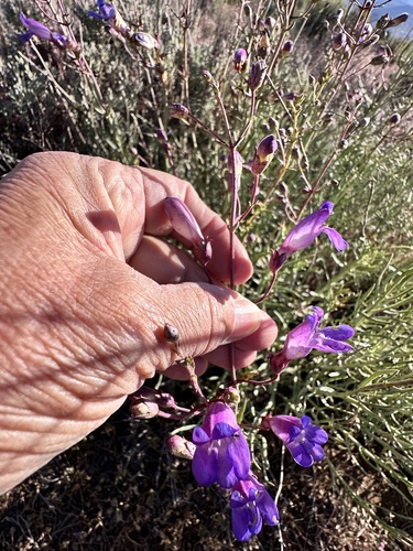 Penstemon incertus, photograph 4