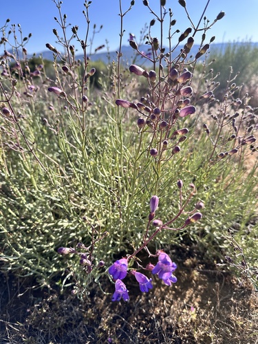 Penstemon incertus, photograph 5