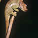 Mount-Nyiro Bearded Chameleon - Photo (c) Roberto Sindaco, some rights reserved (CC BY-NC-SA), uploaded by Roberto Sindaco