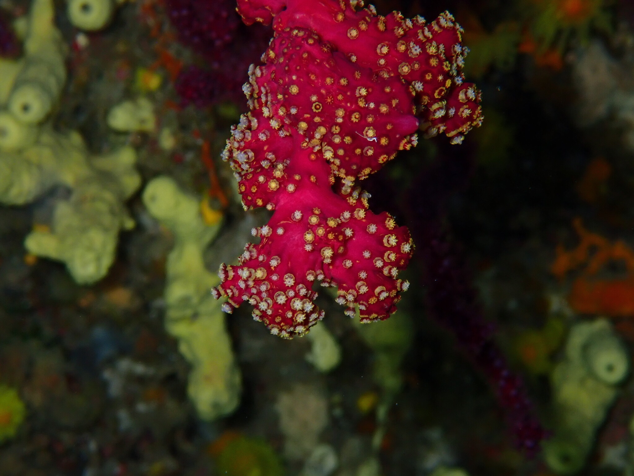 Alcyonium coralloides (Pallas, 1766)