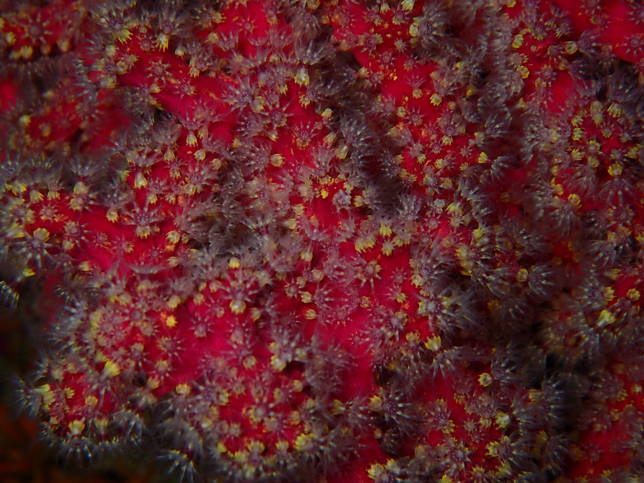 Alcyonium coralloides (Pallas, 1766)