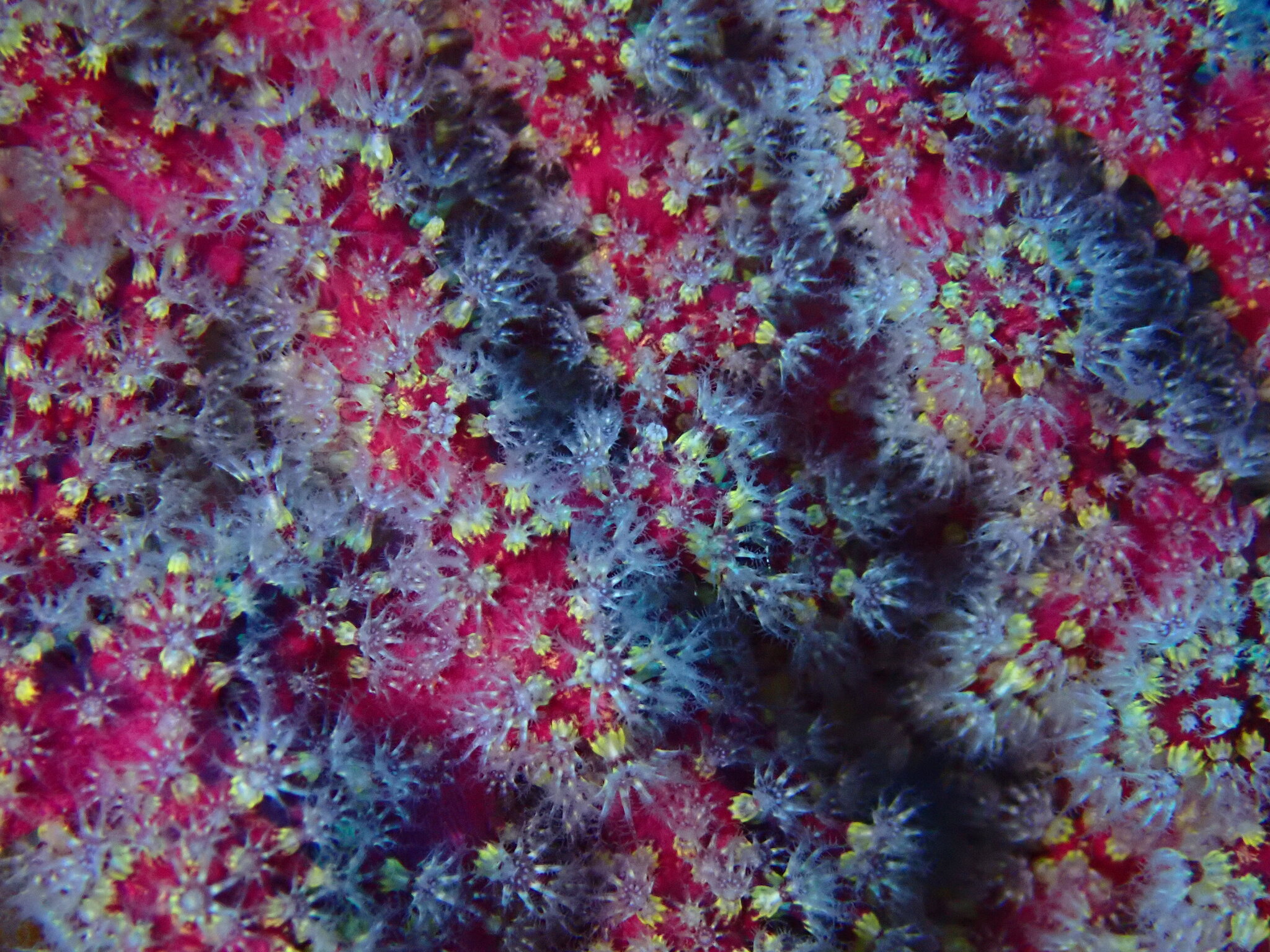 Alcyonium coralloides (Pallas, 1766)