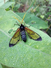 Isanthrene perboscii