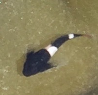 Clinocottus globiceps