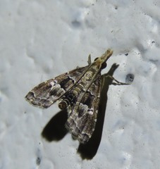 Diplopseustis