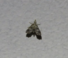 Diplopseustis