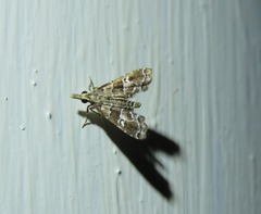 Diplopseustis
