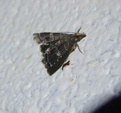 Diplopseustis