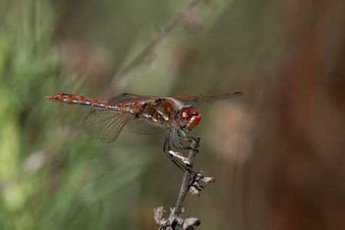 iNaturalist observation photo of Variegated Meadowhawk