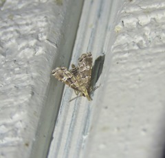 Diplopseustis