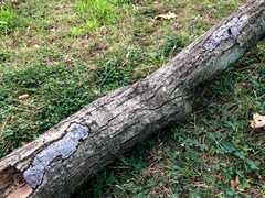 Biscogniauxia atropunctata