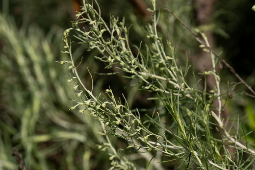 iNaturalist observation photo of California sagebrush