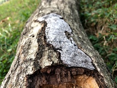 Biscogniauxia atropunctata