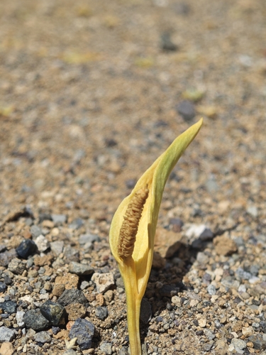 Ophioglossum polyphyllum observed 2026-05-07