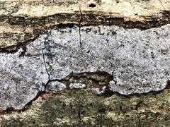 Biscogniauxia atropunctata