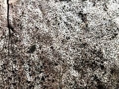 Biscogniauxia atropunctata