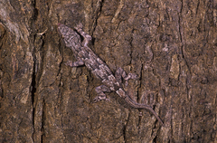 Hemidactylus platycephalus