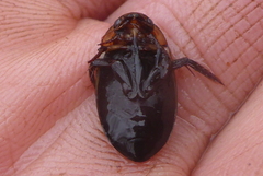Hydaticus aruspex