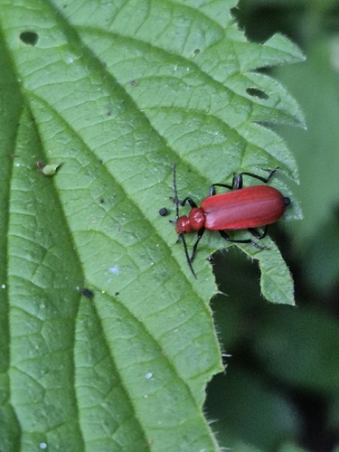 Common Cardinal Beetle, 2625 PD Delft, Nederland, photo 7 of 10