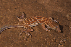 Smith's Sand Racer photo 2
