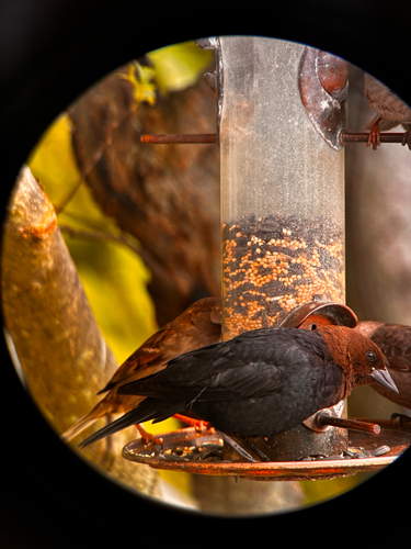 Brown-headed Cowbird photographed in New York