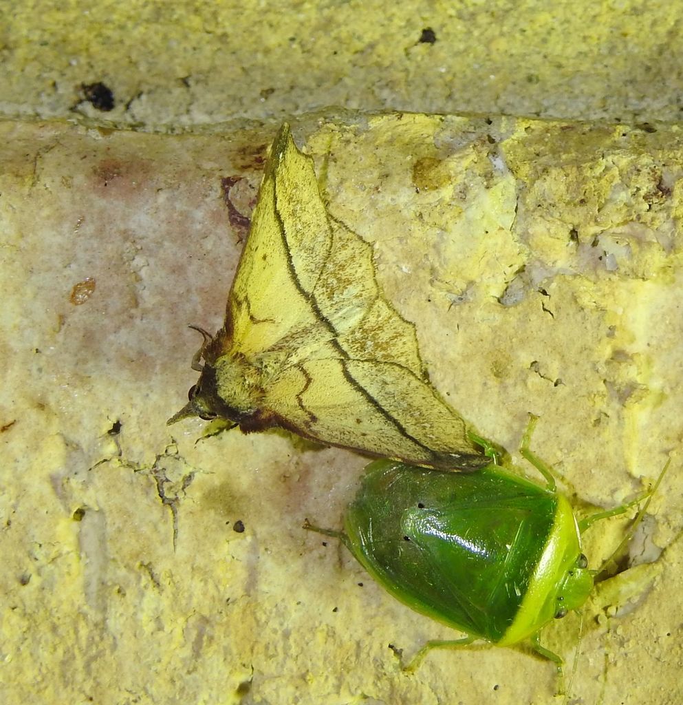Diplothecta