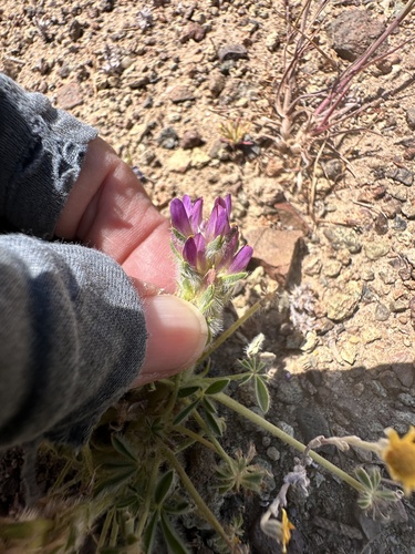 Lupinus concinnus, photograph 6